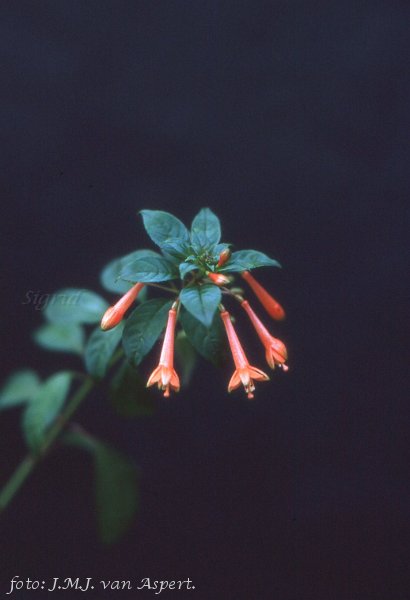 F. sancta-rosea.JPG