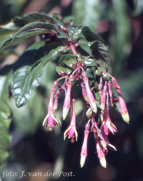 F. sessilifolia.JPG