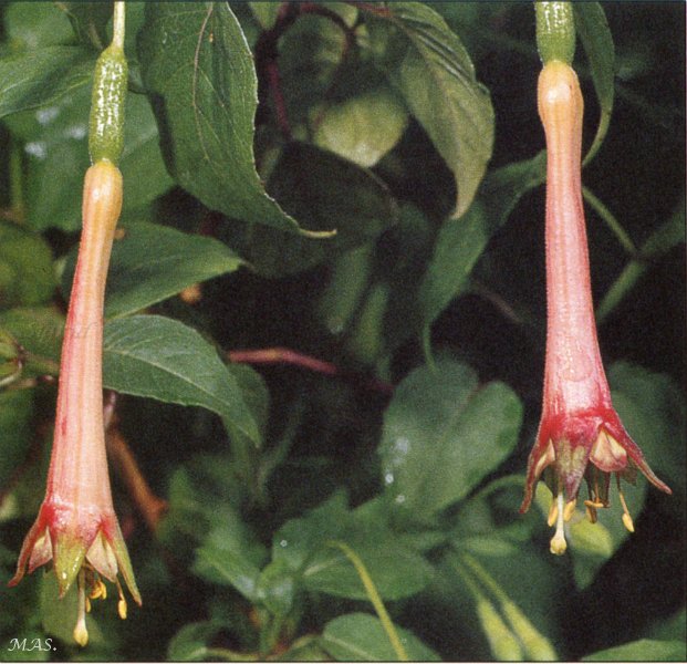 F. splendens var. cordifolia.JPG