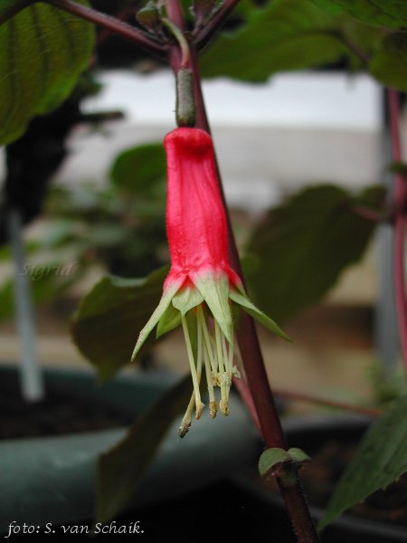 F. splendens.JPG