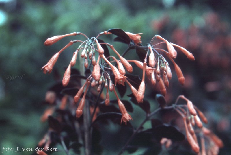 F. triphylla Herrenhausen.JPG