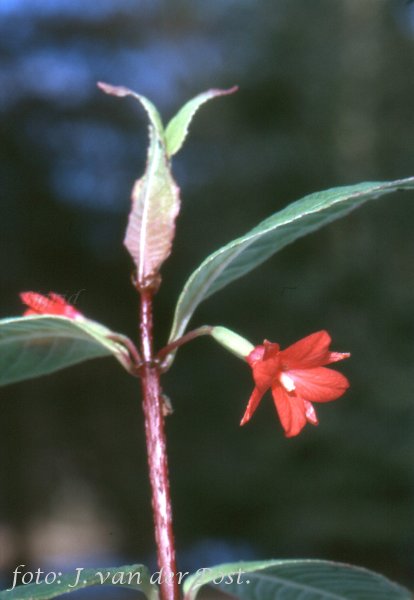 F. verrucosa.JPG