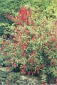 F. magellanica var. gracilis variegata