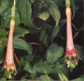F. splendens var. cordifolia