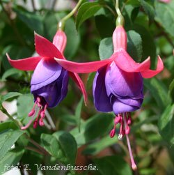 Tanja's Blue Bells.JPG