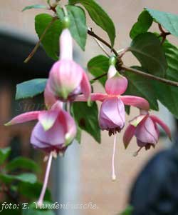 Tanja's Pink Bells.JPG