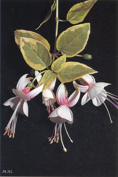 Variegated Brenda White.JPG