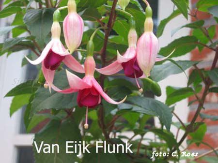 van Eijk Flunk.JPG