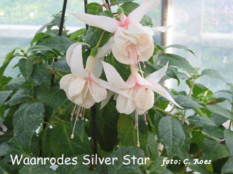 Waanrodes Silver Star.JPG